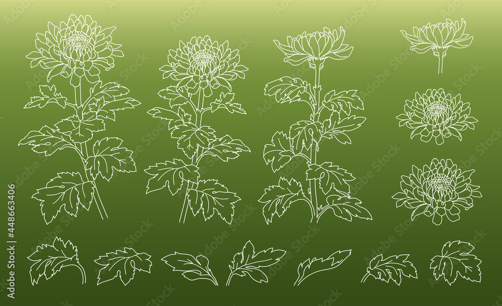 手描きの菊の花のイラスト(線画) 手描きの菊の花のイラスト(線画)