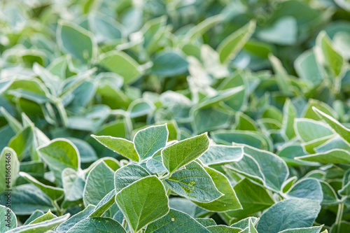 Soybeans with dew  focus in the foreground.