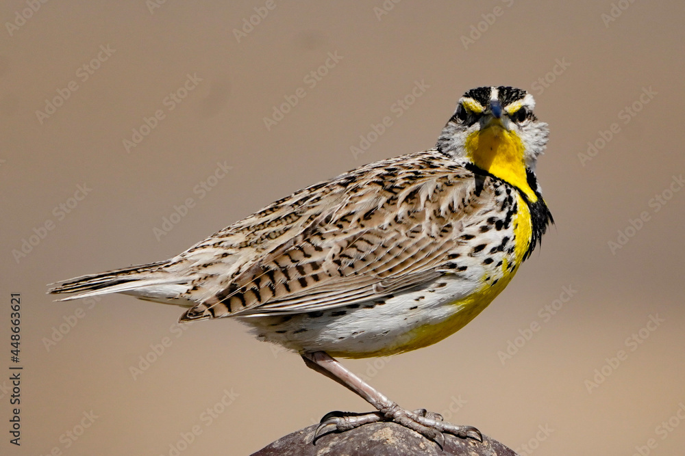 Fototapeta premium sparrow