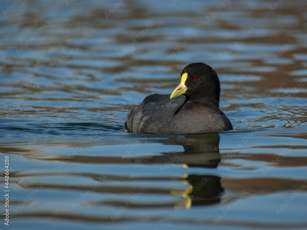 White-winged coot (Fulica leucoptera) on a lake White-winged coot (Fulica leucoptera) on a lake