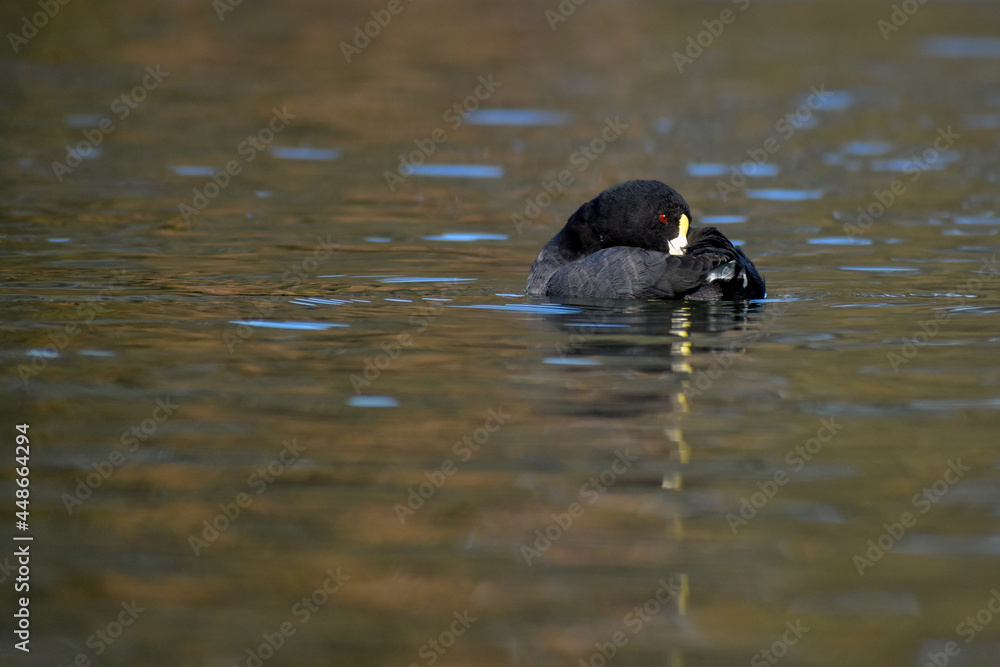 White-winged coot (Fulica leucoptera) on a lake White-winged coot (Fulica leucoptera) on a lake