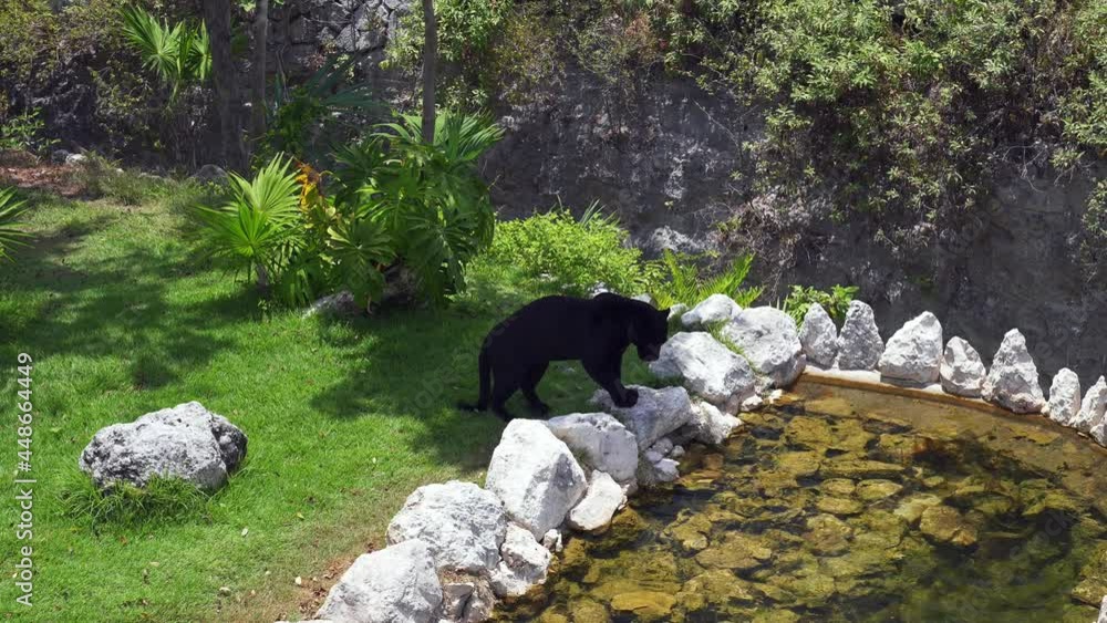 Black panther walking in the forest by the pond. Rear view of the black jaguar. Black panther walking in the forest by the pond. Rear view of the black jaguar.