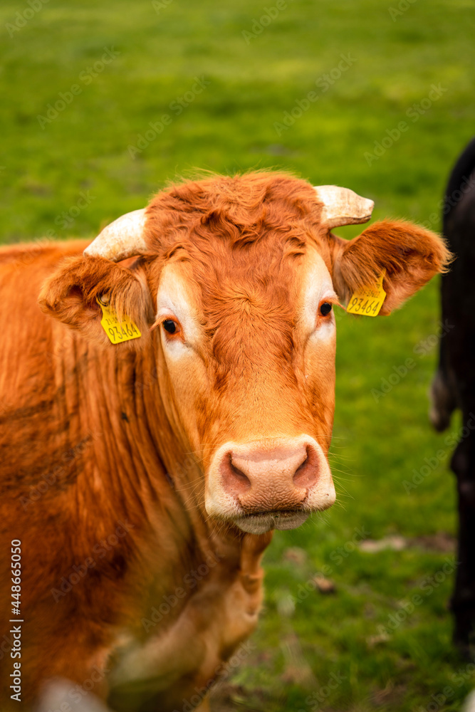 portrait of a cow