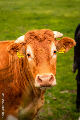 portrait of a cow © Ricardo