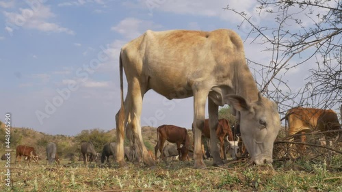 Cow cattle grazing fresh grass on mountain of India