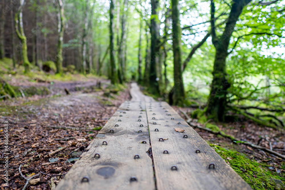 Fototapeta premium path in the forest