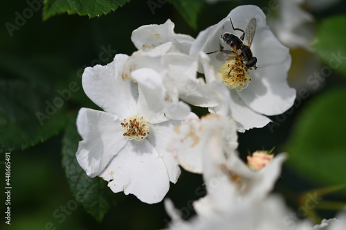 Honey bee is visiting a white flower to collect nectar and pollen. photo