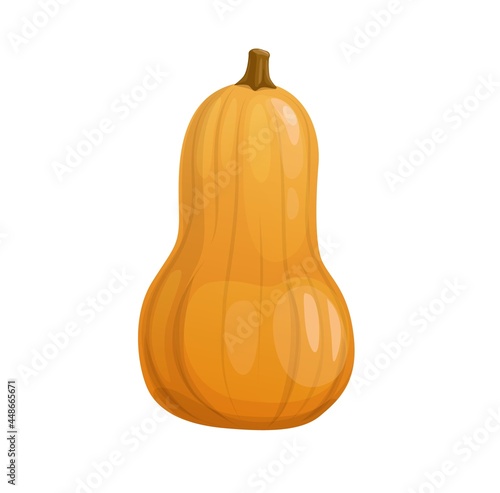 Cartoon ripe yellow butternut squash, pumpkin vegetable. Vector raw garden plant, harvest or crop for Thanksgiving Day celebration, fresh veggies graphic design element isolated on white background