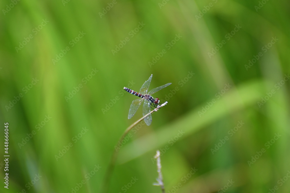 Fototapeta premium 白玉干し草にとまる八丁とんぼ