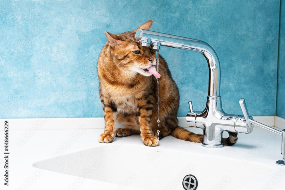 Cute bengal cat drinks water from a water tap. Beautiful cat drinking