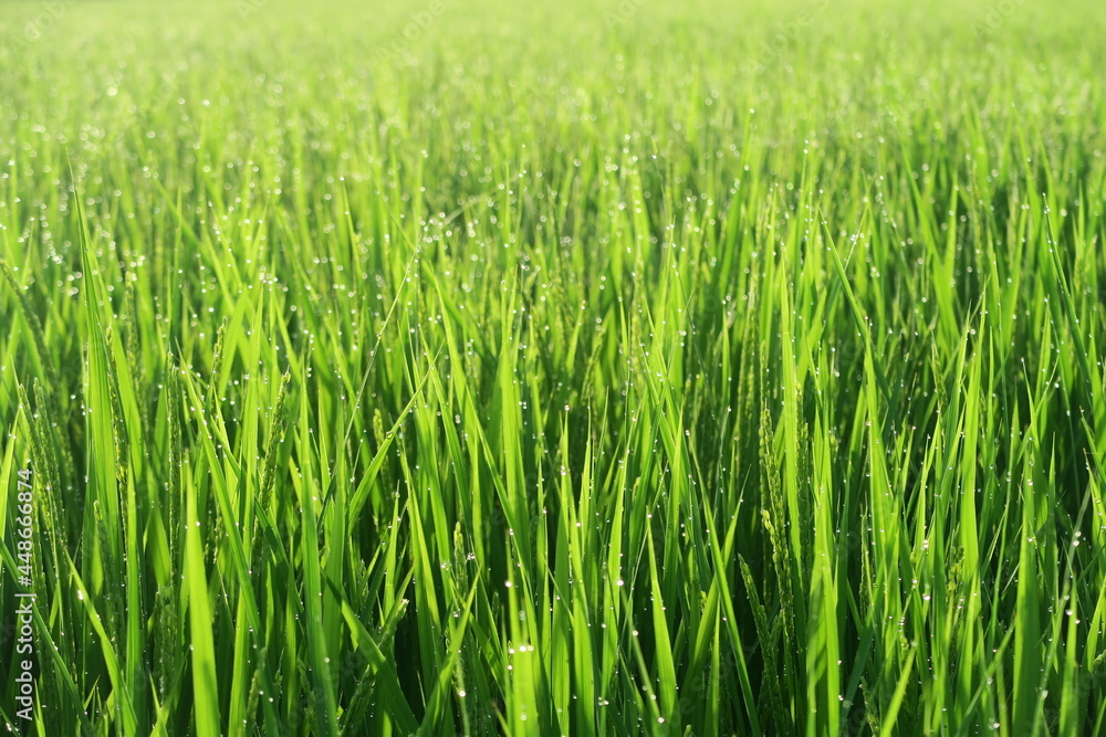 Rice plants with morning lights in Kasukabe, Saitama, Japan. August 3, 2021. Rice plants with morning lights in Kasukabe, Saitama, Japan. August 3, 2021.