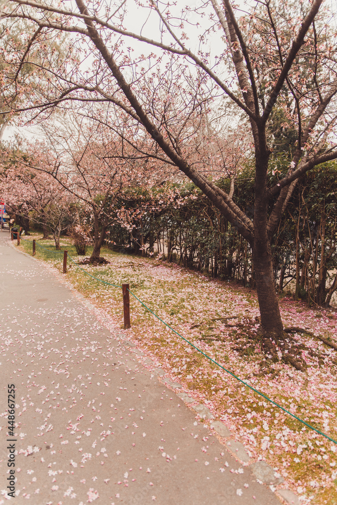 Fototapeta premium Sakura