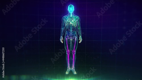 Colorful Human Body animation with flares and particles showing veins, bones, organs and skin. Plexus. Futuristic and Artistic concept of human anatomy. Full Body Circulatory System. 4K UHD