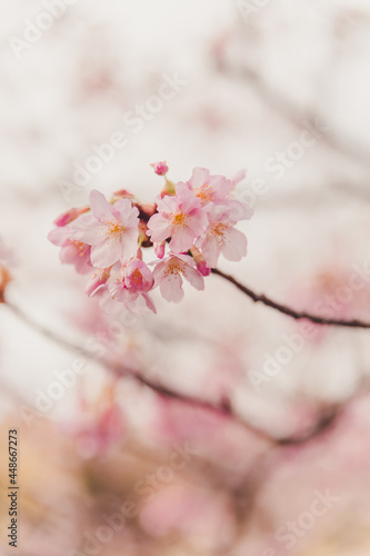 Sakura © Cecilia
