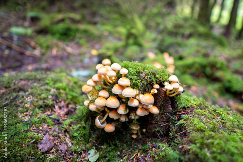 mushrooms in the forest