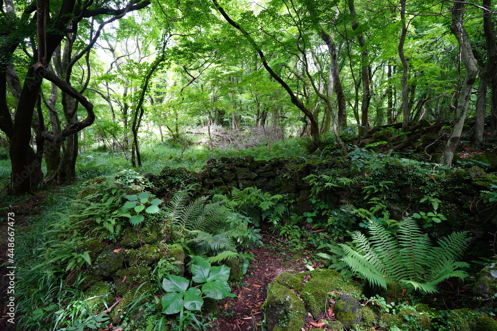 Obraz premium a flourishing forest in summer