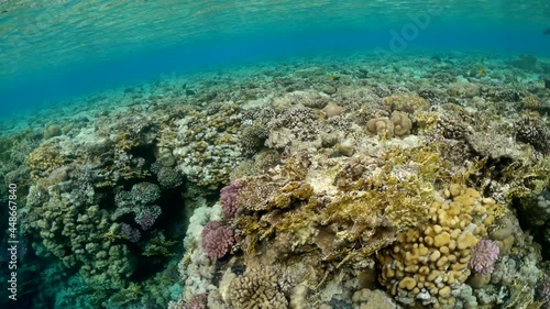 Wallpaper Mural Colorful video on exotic fishes swim among the reefs in Red Sea Torontodigital.ca