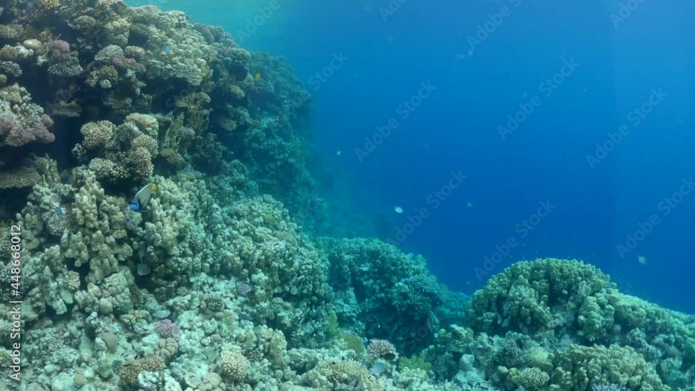 Tropic fishes swim among the reefs in Red Sea. Video of underwater world Tropic fishes swim among the reefs in Red Sea. Video of underwater world