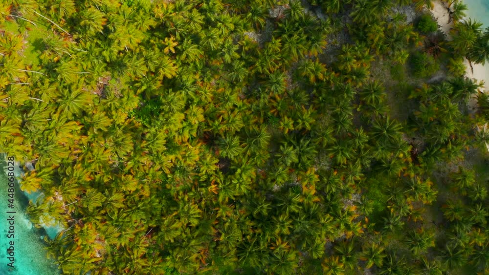 Top View Of Lush Green Palm Trees On Sandy Beach Along The Caribbean Coast. San Blas Islands (Guna Yala) In Panama, Central America. aerial drone Top View Of Lush Green Palm Trees On Sandy Beach Along The Caribbean Coast. San Blas Islands (Guna Yala) In Panama, Central America. aerial drone