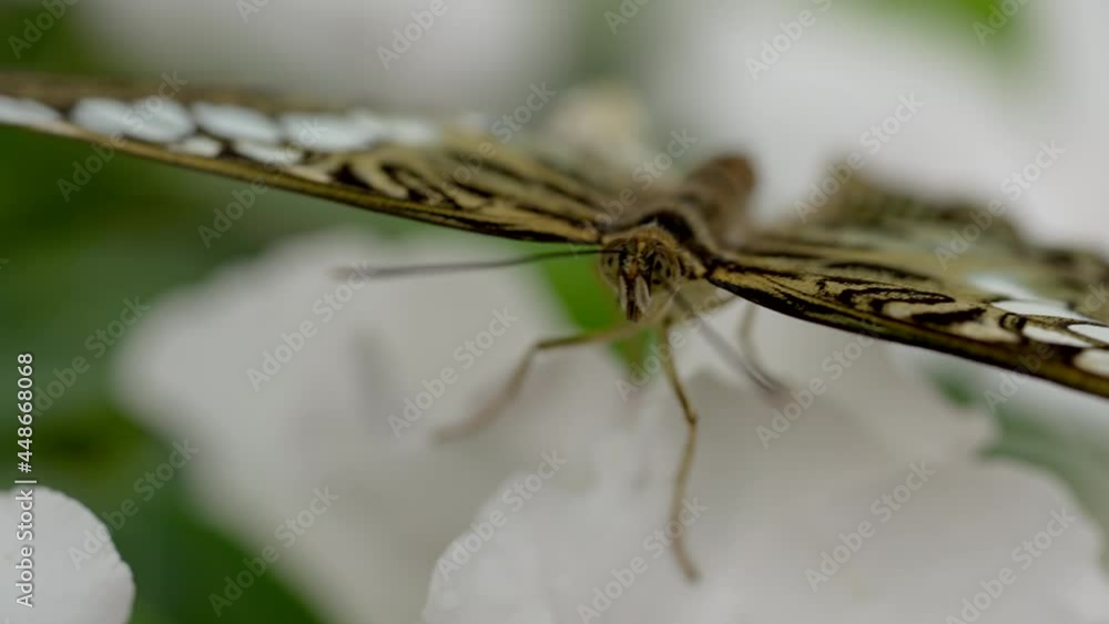 Extreme macro close up of busy butterfly resting on white flower in wilderness Extreme macro close up of busy butterfly resting on white flower in wilderness