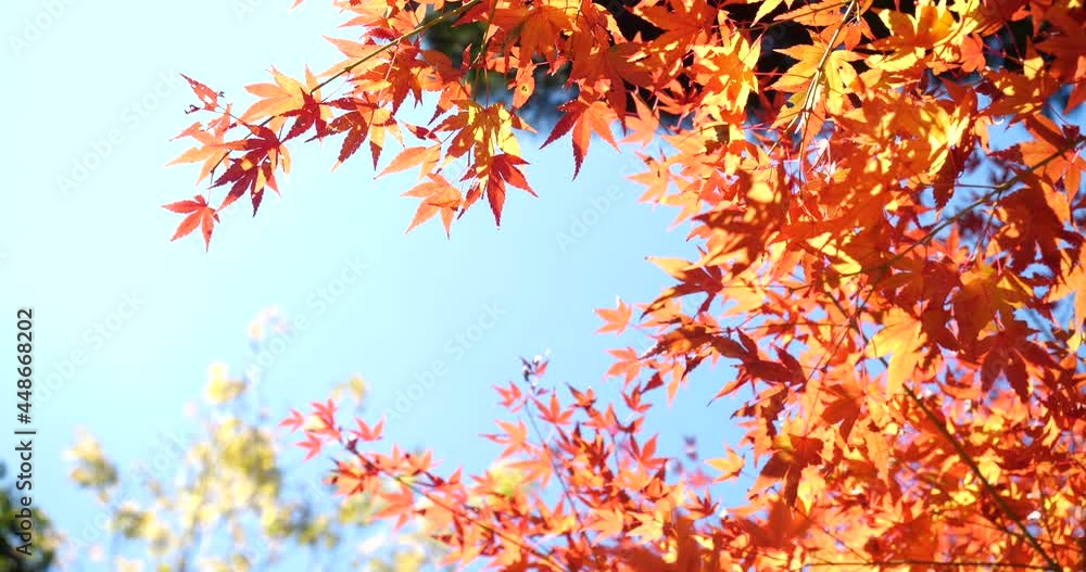 Video of red autumn leaves turning in low angle. Video of red autumn leaves turning in low angle.