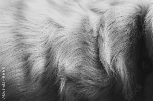 close up of a dog