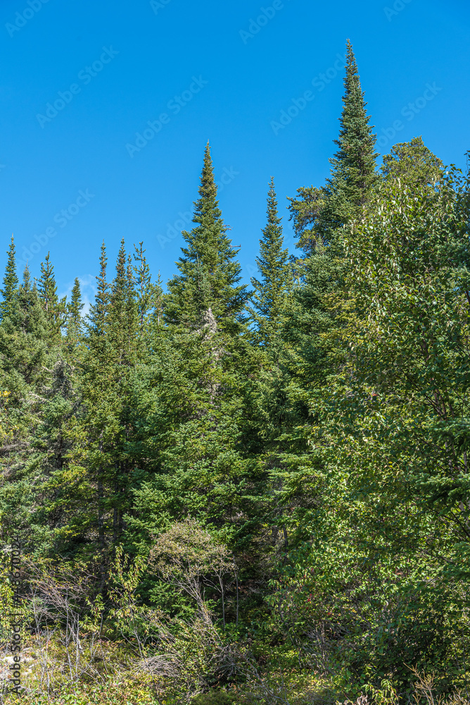 Ontario Forest Ontario Forest