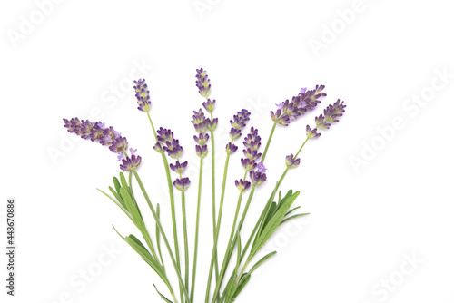 Lavender flowers isolated on white background with copy space