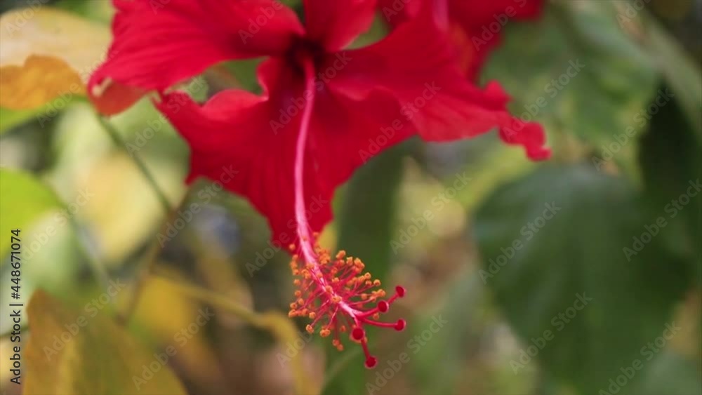 Beautiful flower, Hibiscus Rosa Sinensis, shakes in the wind. Close up Beautiful flower, Hibiscus Rosa Sinensis, shakes in the wind. Close up