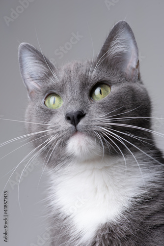 Gatita gris posando foto en estudio fondo blanco interesada mirando bigotes close up ojos verdes mirada 