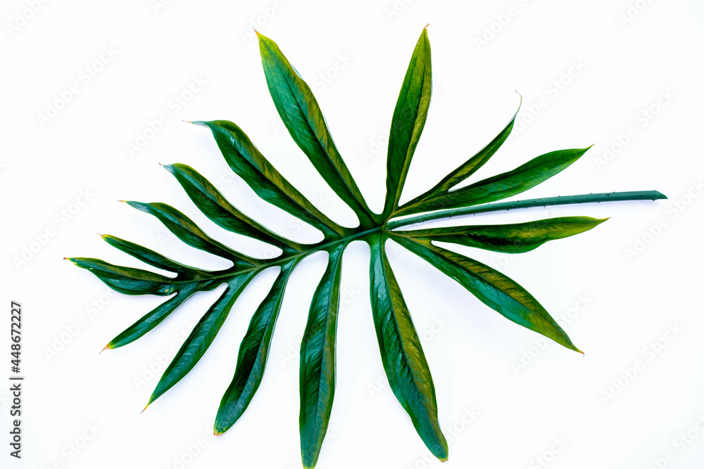Tropical green leaf on a white background.Exotic nature styled photo, jungle composition. Green palm and aralia leaves isolated on white table background. Tropical summer holiday. Tropical green leaf on a white background.Exotic nature styled photo, jungle composition. Green palm and aralia leaves isolated on white table background. Tropical summer holiday.