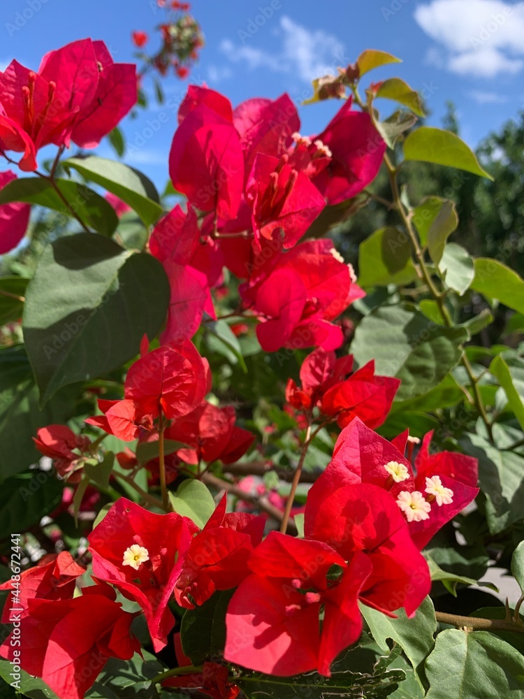flores de bugambilia