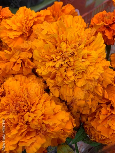 flor de cempasúchil