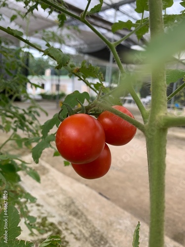 cultivo de tomates, tomates en planta, cosecha de tomares