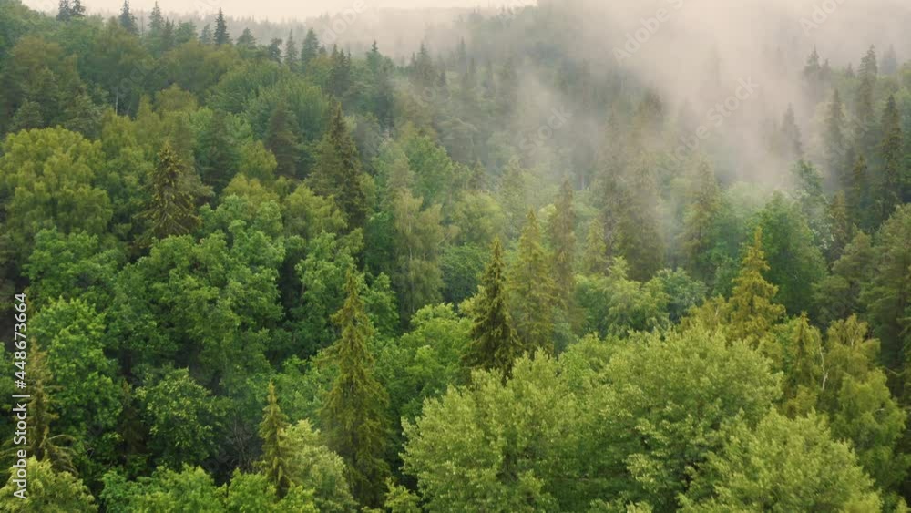 Green forest with thick smoky fog looms over trees, aerial drone shot Green forest with thick smoky fog looms over trees, aerial drone shot