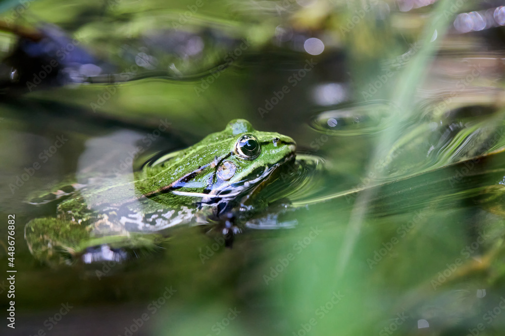 Edible frog, Pelophylax esculentus also known as the common water frog or green frog, European dark-spotted, European black-spotted pond frog, and European black-spotted frog. Edible frog, Pelophylax esculentus also known as the common water frog or green frog, European dark-spotted, European black-spotted pond frog, and European black-spotted frog.