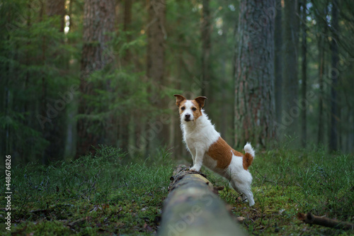 dog in forest on the moss . Jack Russell Terrier put paws on a log in nature.  © annaav