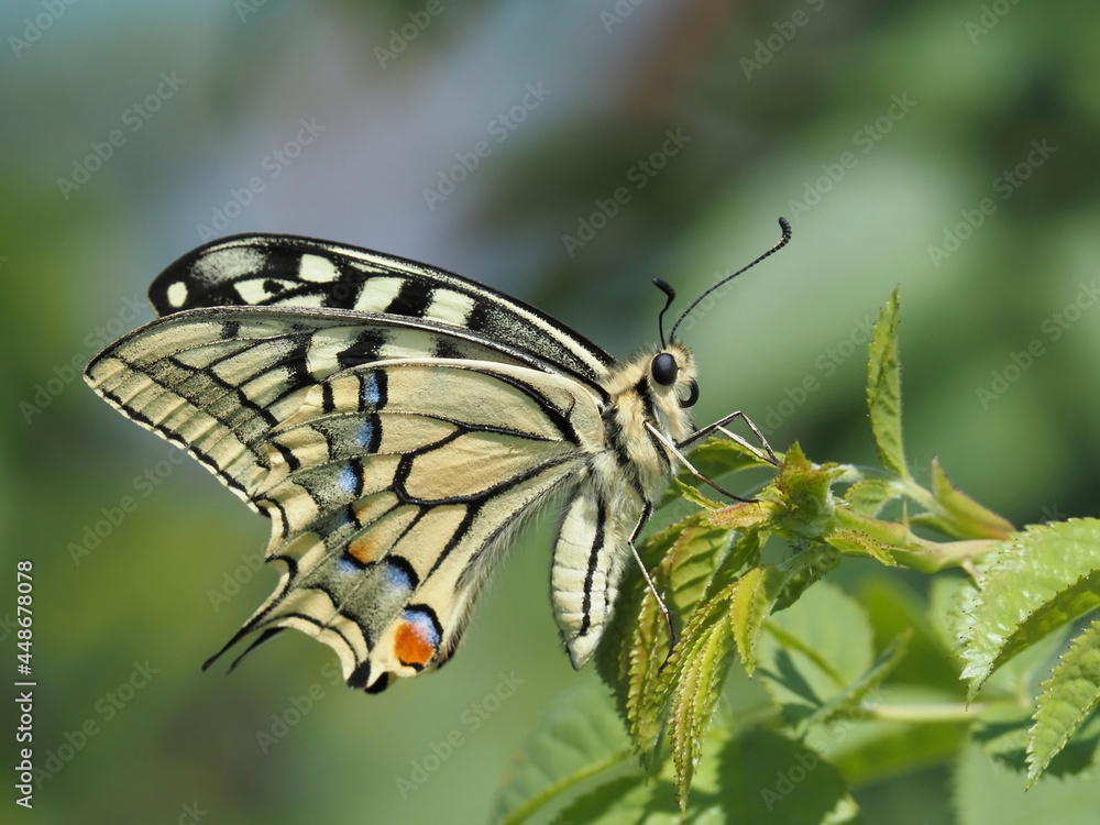 Fototapeta premium butterfly on leaf