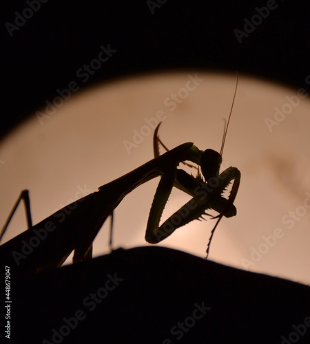 Wallpaper Mural Modliszka w cieniu Torontodigital.ca