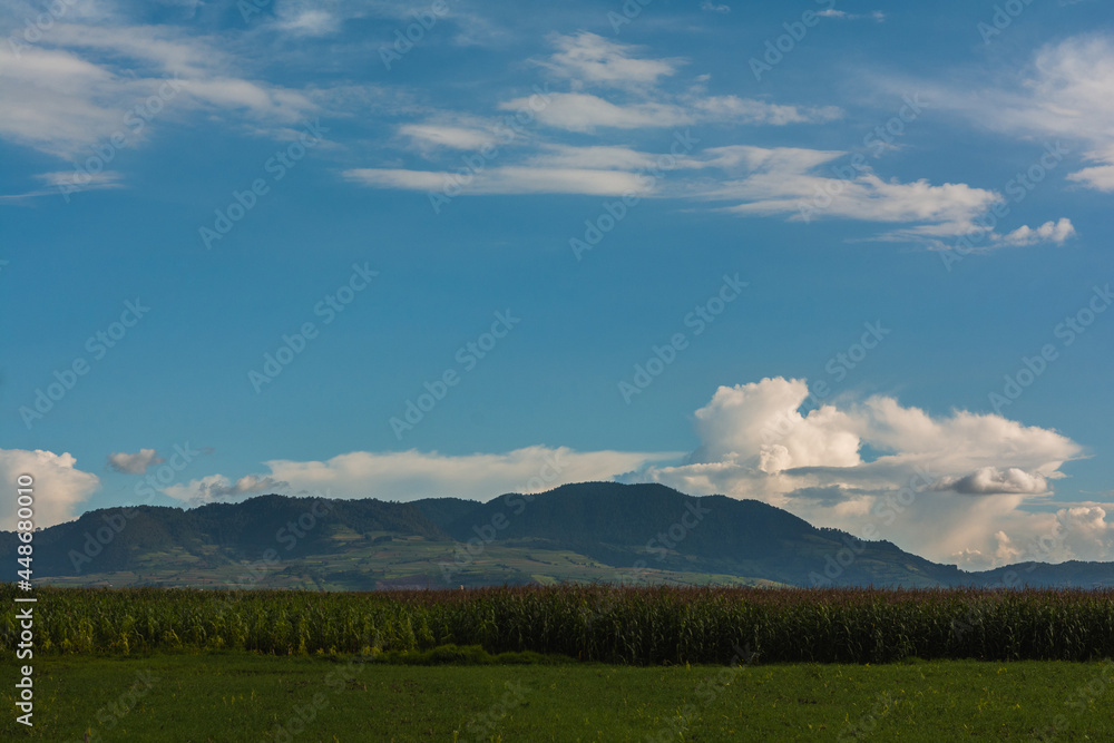 View of a landscape from the municipality of Santiago Tianguistenco, in the foreground a cornfield, mountains in the background.
