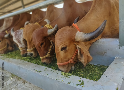 Gir breed of cows feeding in a dairy farm in India. photo