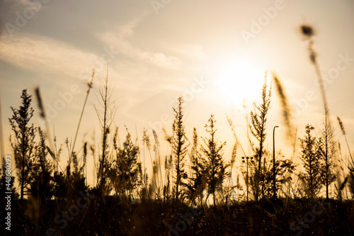 Sunset grass