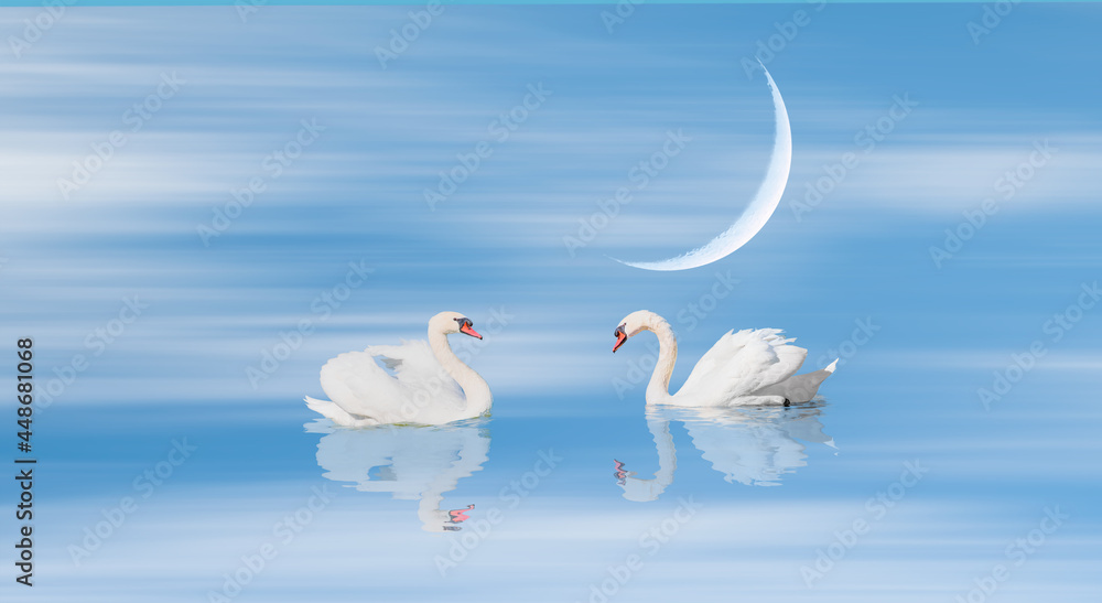 Obraz premium Two swans floating on the water with crescent moon - Black and White swan 