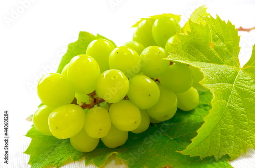 Wallpaper Mural シャインマスカット Torontodigital.ca