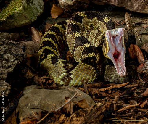 Slika na platnu Western Diamondback Rattlesnake a bit nervous
