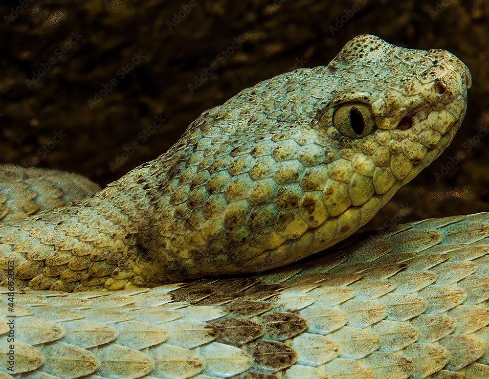 Fototapeta premium Banded Rock Rattlesnake Portrait 