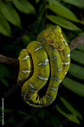 Emerald Tree Boa hanging on a limb