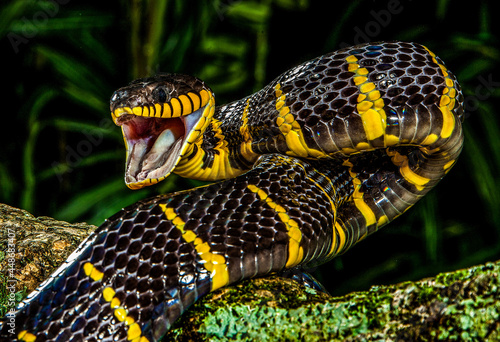 Mangrove Snake aggressive posture
