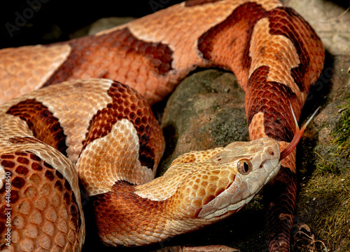 Relaxed Northern Copperhead