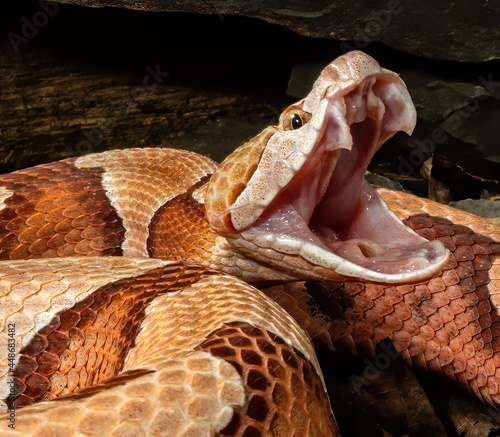 Northern Copperhead with mouth open. photo